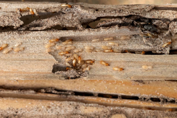 Best Local Pest Control Services  in Linln Park, CO