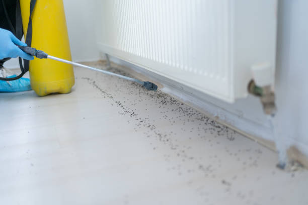 Best Affordable Pest Control Services  in Linln Park, CO